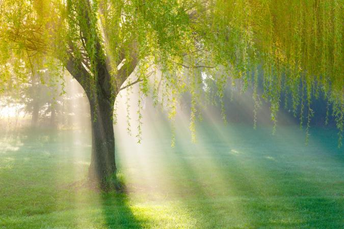 willow tree