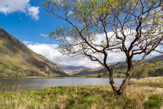 Alder tree