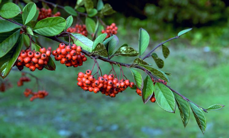 berries from the Rowan tree
