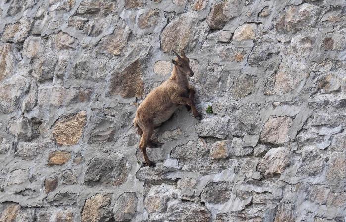 goat climbing wall