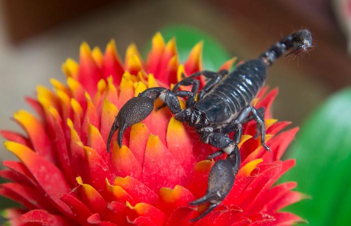 Scorpion and flower