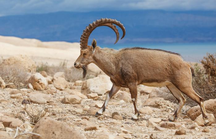 Ibex walking on rocky ground