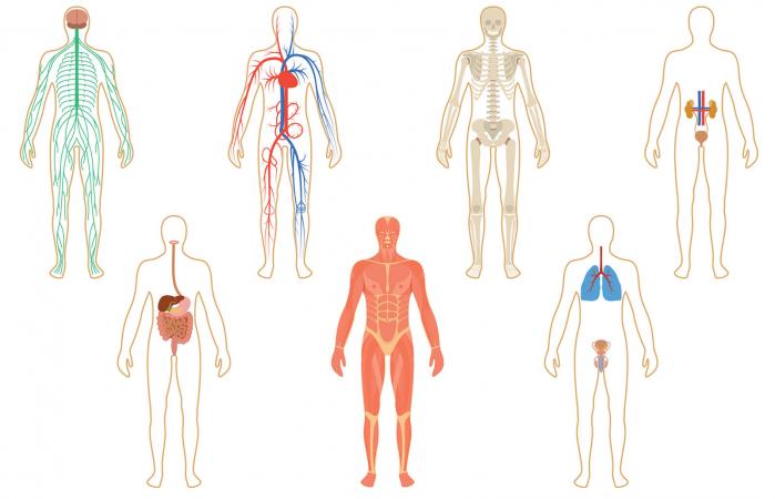 Set of human organs and systems
