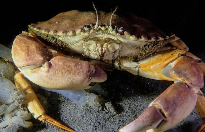 large Rock Crab at night