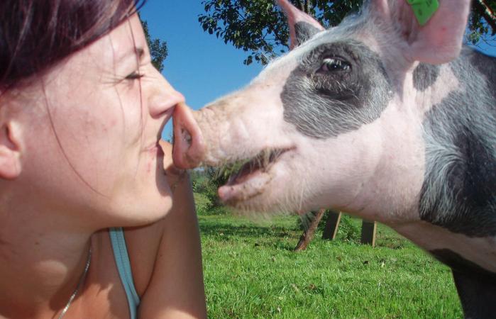 Woman kissing pig on grass