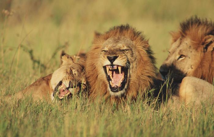 Lions and lioness lying in field