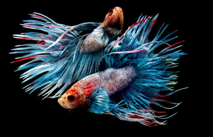 Siamese fighting fish