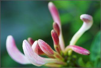 Pink HoneySuckle
