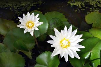 Lirios blancos