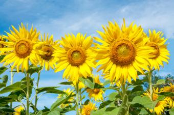Girasoles