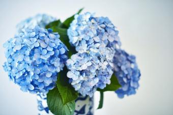 Hortensias
