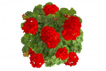 Geranios rojos