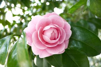 Camellias