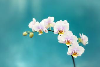 Flores de orquidea