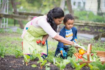 madre e hijo recogiendo verduras
