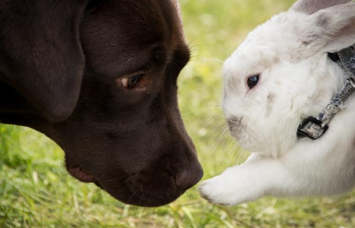 Perro y Conejo compatibilidad astrológica china