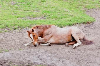 Horse with colic lay down