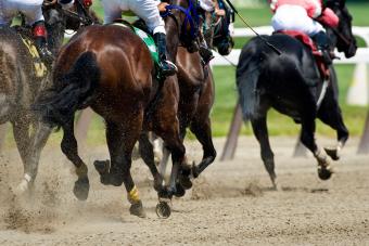 race horses on track