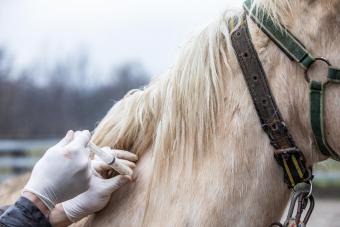 Veterinarian Giving Antibiotics to a Horse