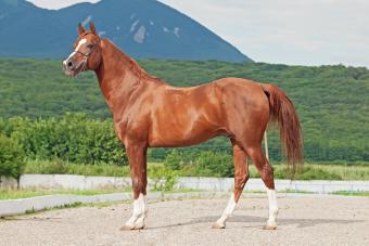 Side View Of Horse Standing On Land Against Cloudy Sky 