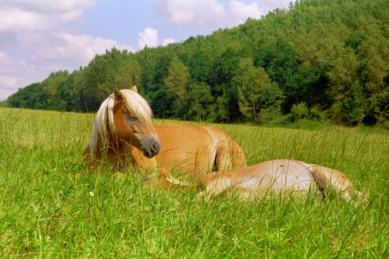 Do Horses Sleep Standing Up? How Horses Really Hit the Hay LoveToKnow
