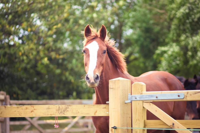 8 Expensive Horse Breeds That Cost More Than a Car LoveToKnow Pets