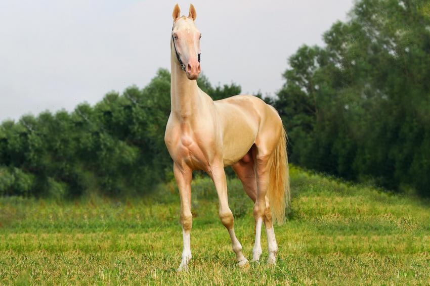 8 Expensive Horse Breeds That Cost More Than a Car LoveToKnow Pets