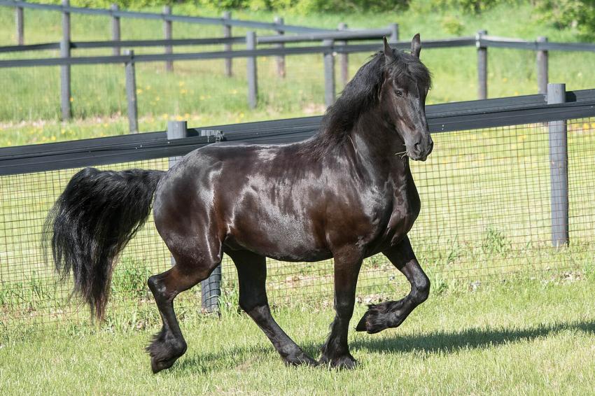 8 Expensive Horse Breeds That Cost More Than a Car | LoveToKnow Pets