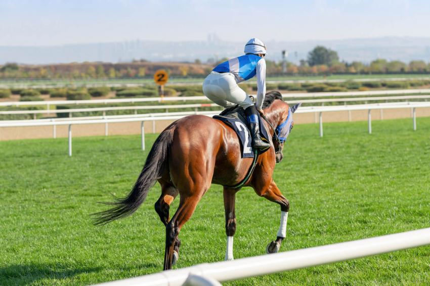 8 Expensive Horse Breeds That Cost More Than a Car LoveToKnow Pets