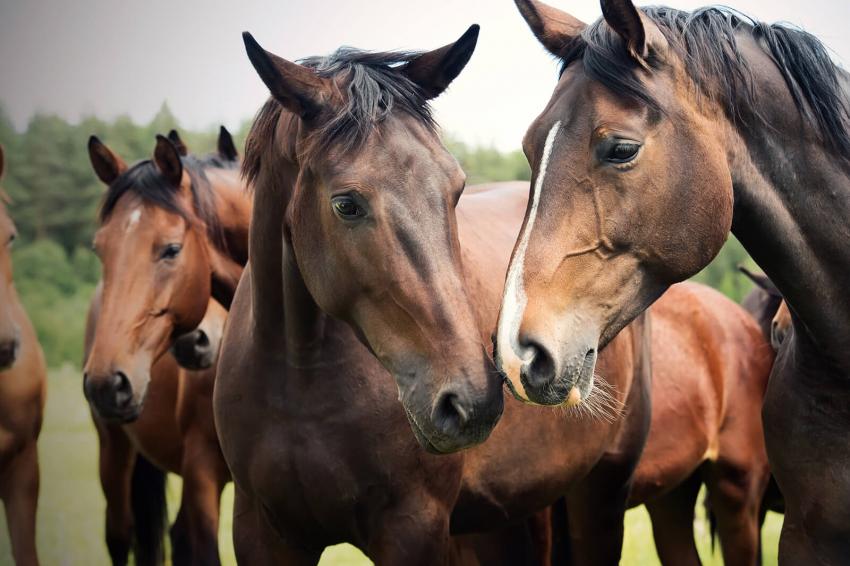 8 Expensive Horse Breeds That Cost More Than a Car LoveToKnow Pets
