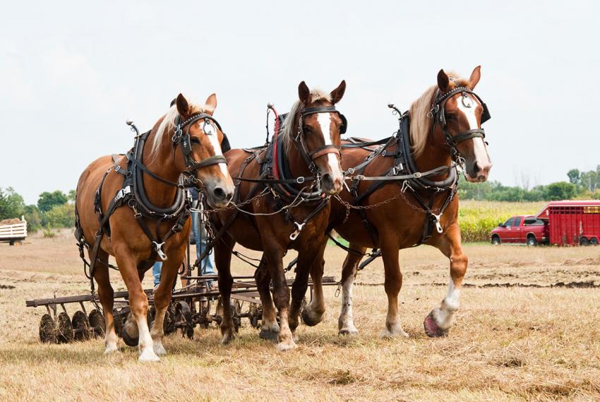 12 Pieces of Revolutionary Horse-Drawn Farm Equipment | LoveToKnow Pets