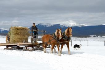 https://cf.ltkcdn.net/horses/horse-equipment/images/slide/326997-850x567-sled.jpg