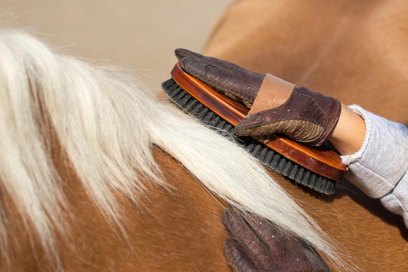 Clean Your Horse Brushes in 5 Easy Steps LoveToKnow Pets