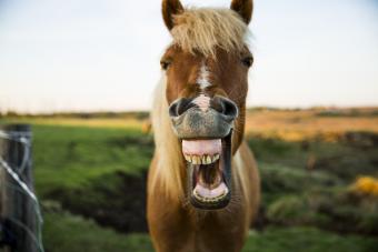 Horse with mouth open