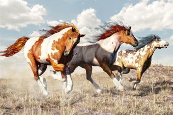 Three wild paint horses kick up dust as they gallop freely