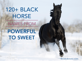 Black Horse Names From Powerful to Sweet