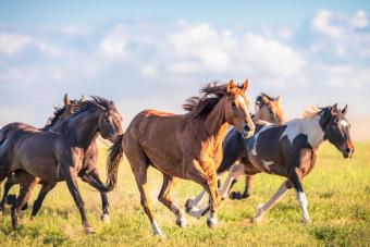 Wild horses running free