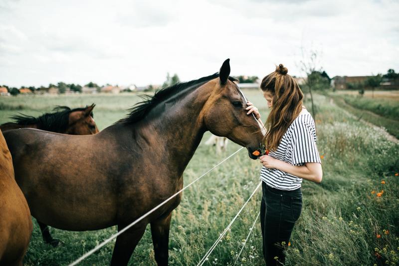 100+ Popular German Horse Names (With Meanings) LoveToKnow Pets
