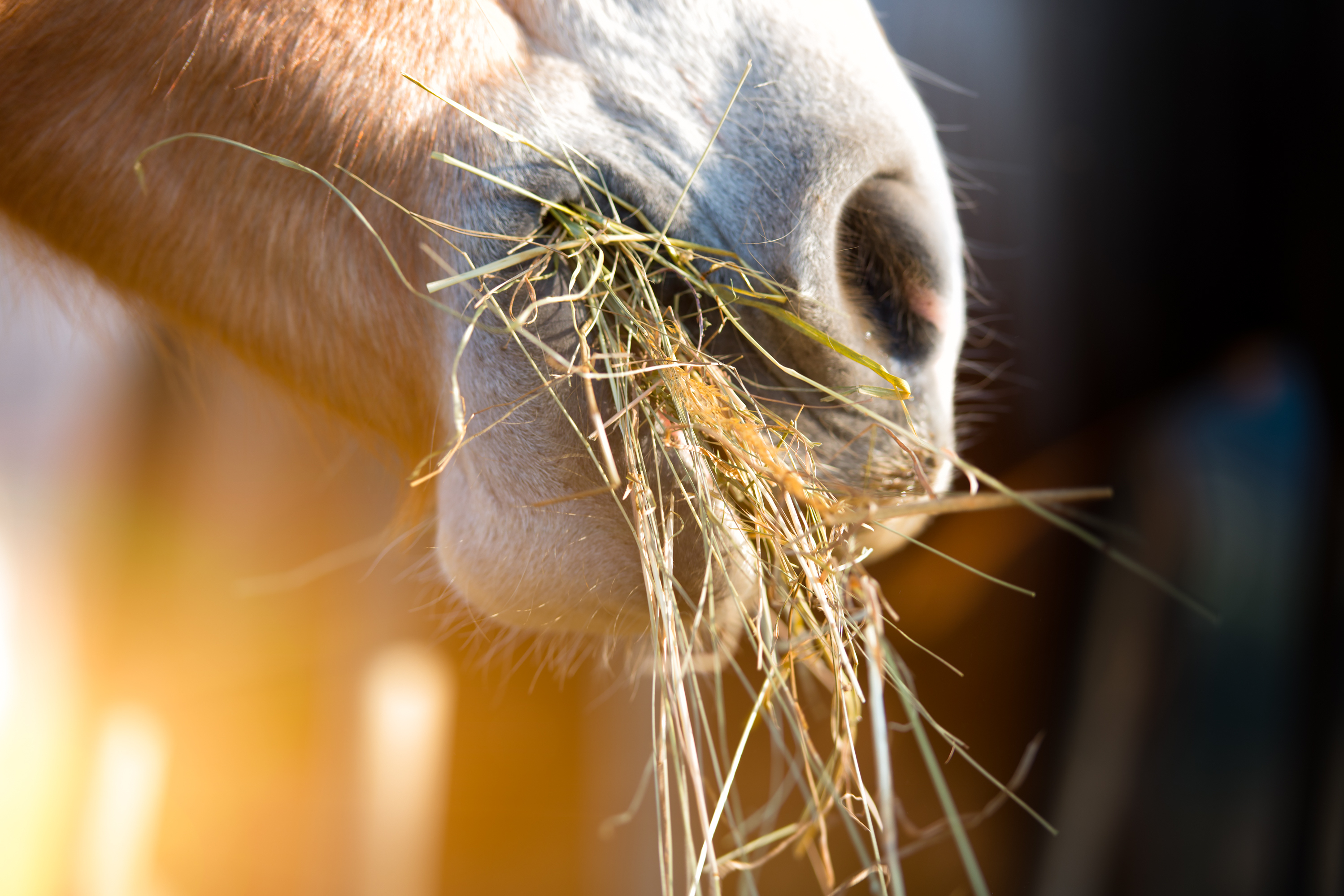Horse Feeders Lovetoknow