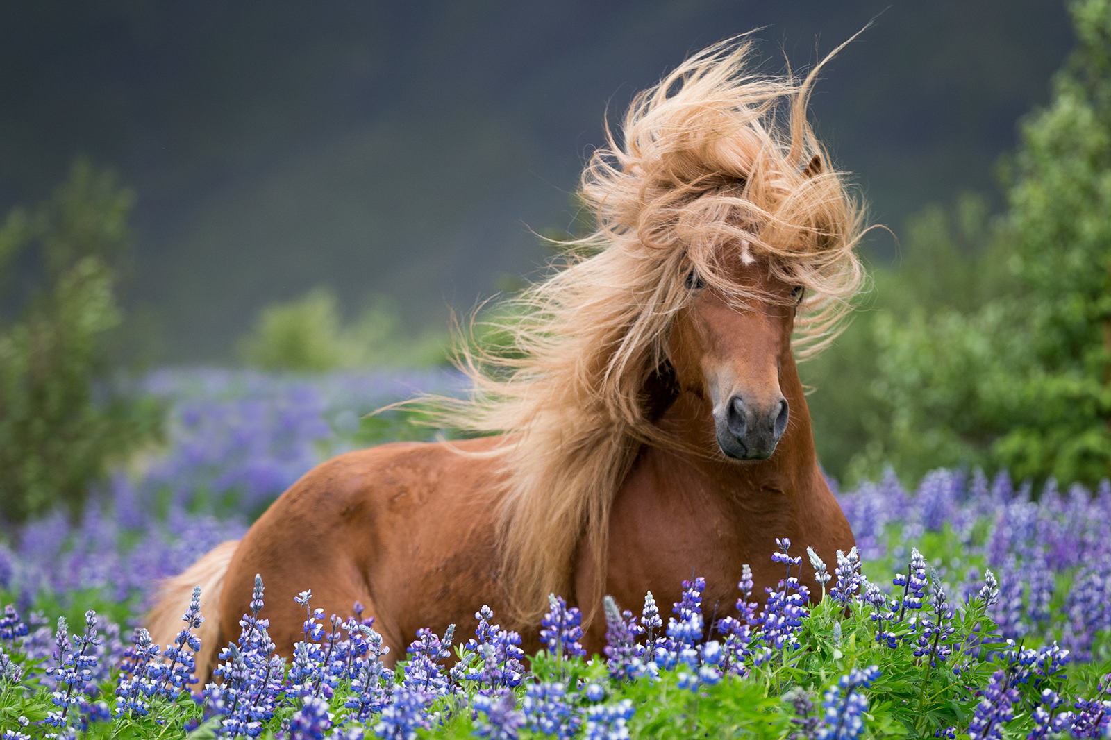 200 Female Horse Names For Her Unique Personality Lovetoknow