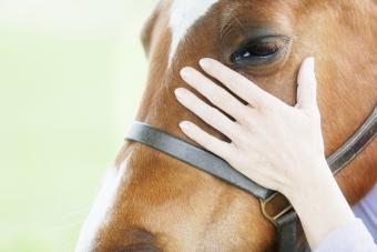 Woman petting horse