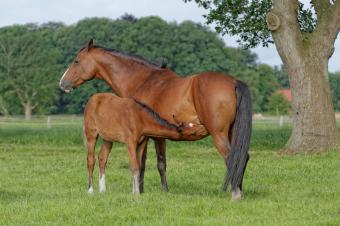 Mare with foal