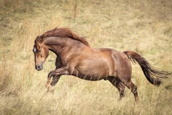 Strong brown horse running