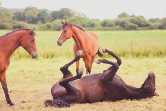 Thoroughbred horse rolling in field