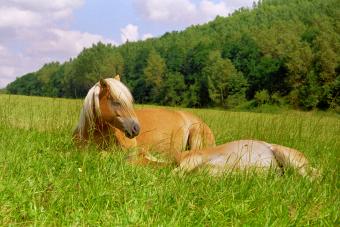 Sleeping Haflinger horses