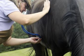 veterinarian checking horse lungs