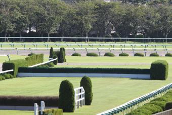 Turf Steeplechase track in racecourse