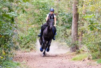 endurance horse racing