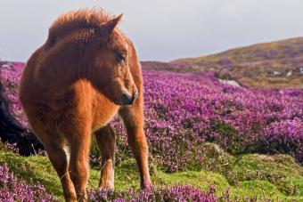 Horse standing on landscape
