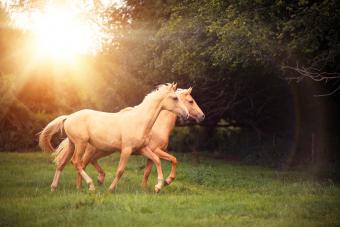 Two palomino horses trotting